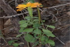 Crossandra infundibuliformis